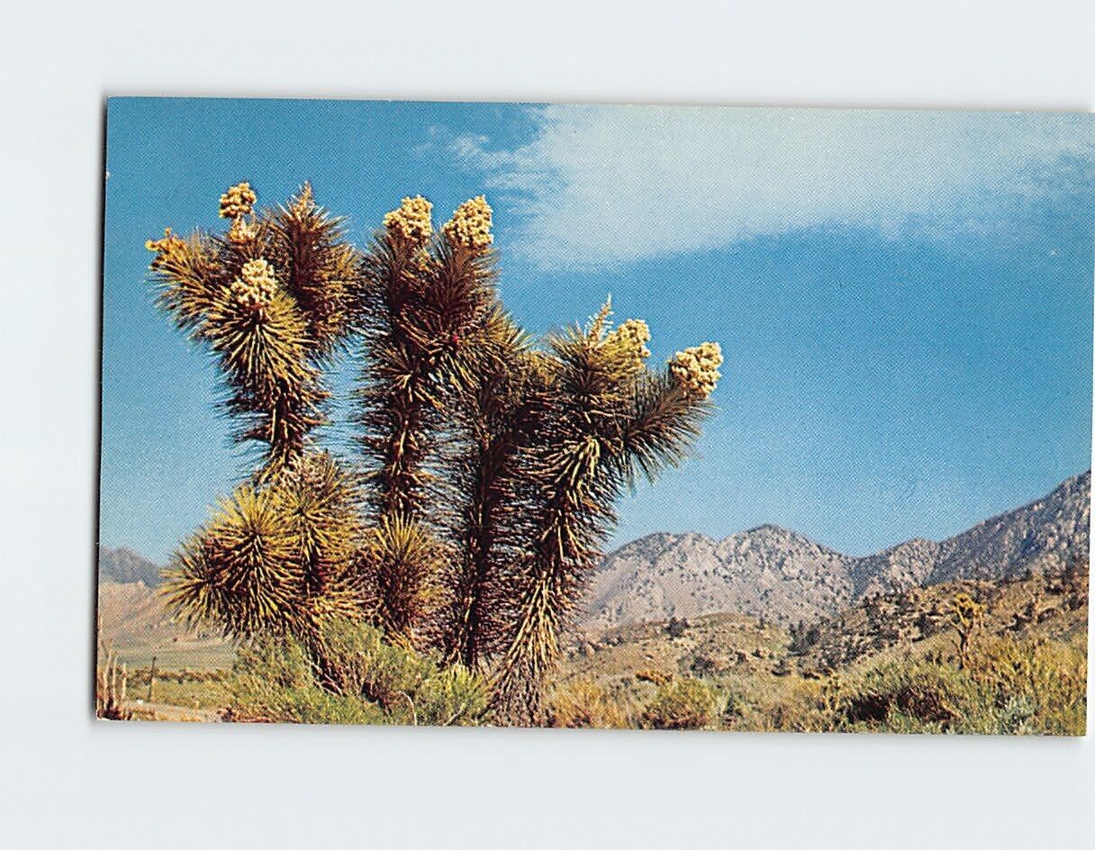 Postcard Joshua Trees in Bloom Molave Desert California USA