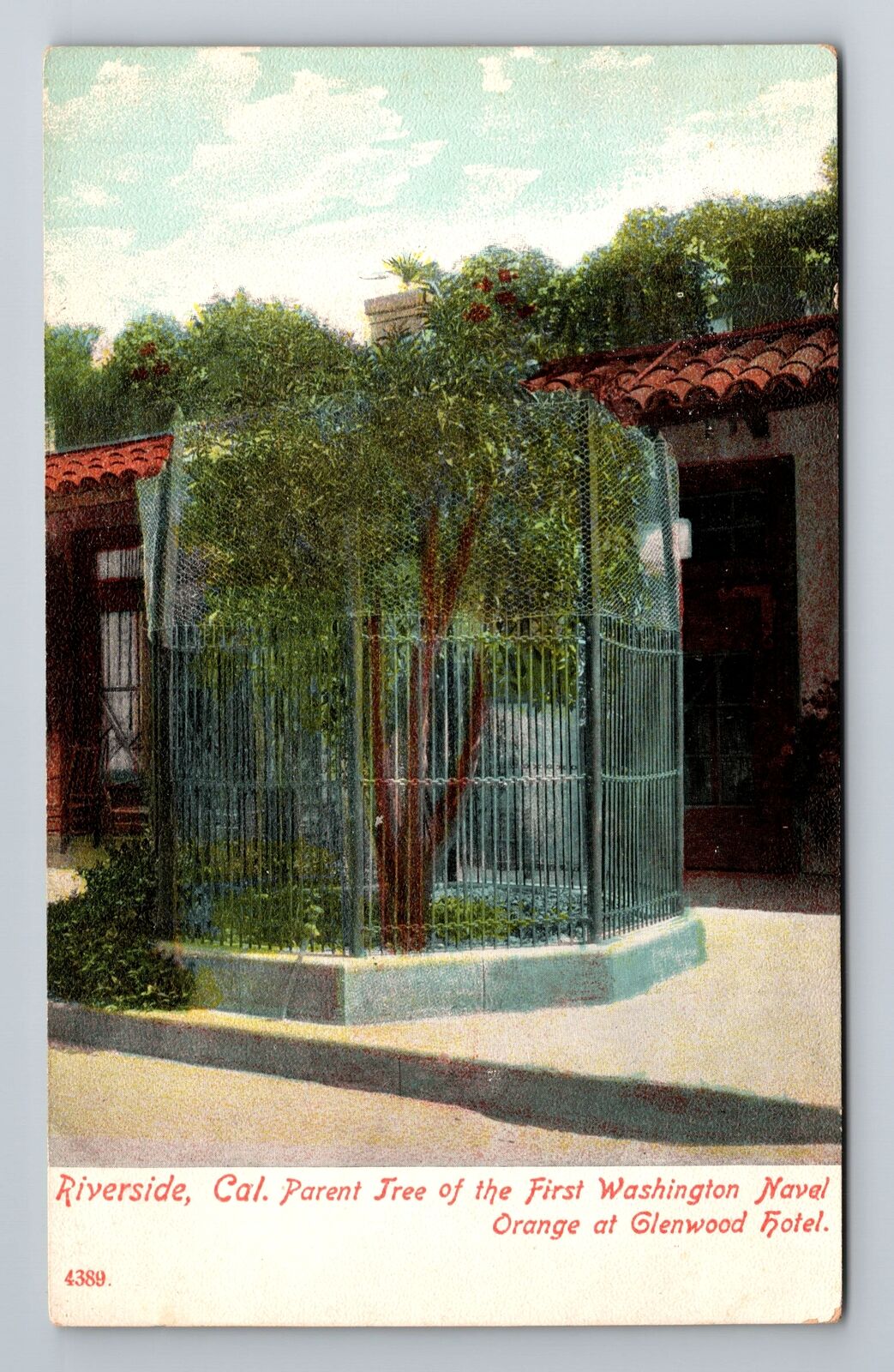 Riverside CA-California, Parent Tree Of First Washington, Vintage Postcard