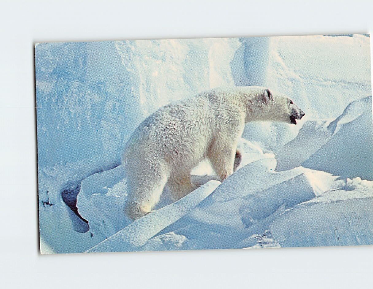 Postcard Alaskan Polar Bear Arctic Alaska USA