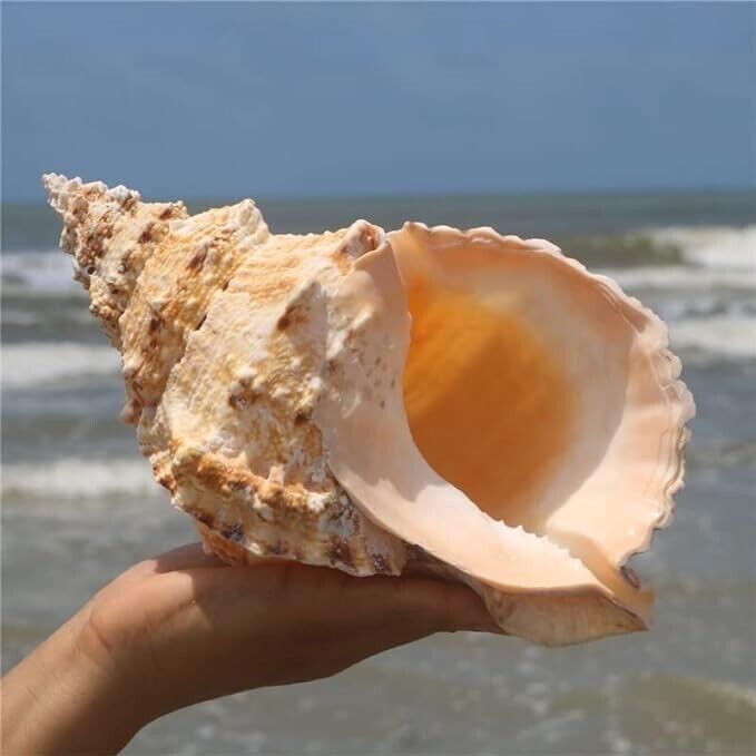 Large Natural Frog Shell Conch Large Seashell Rare Real Beach Home Deco 10-11\