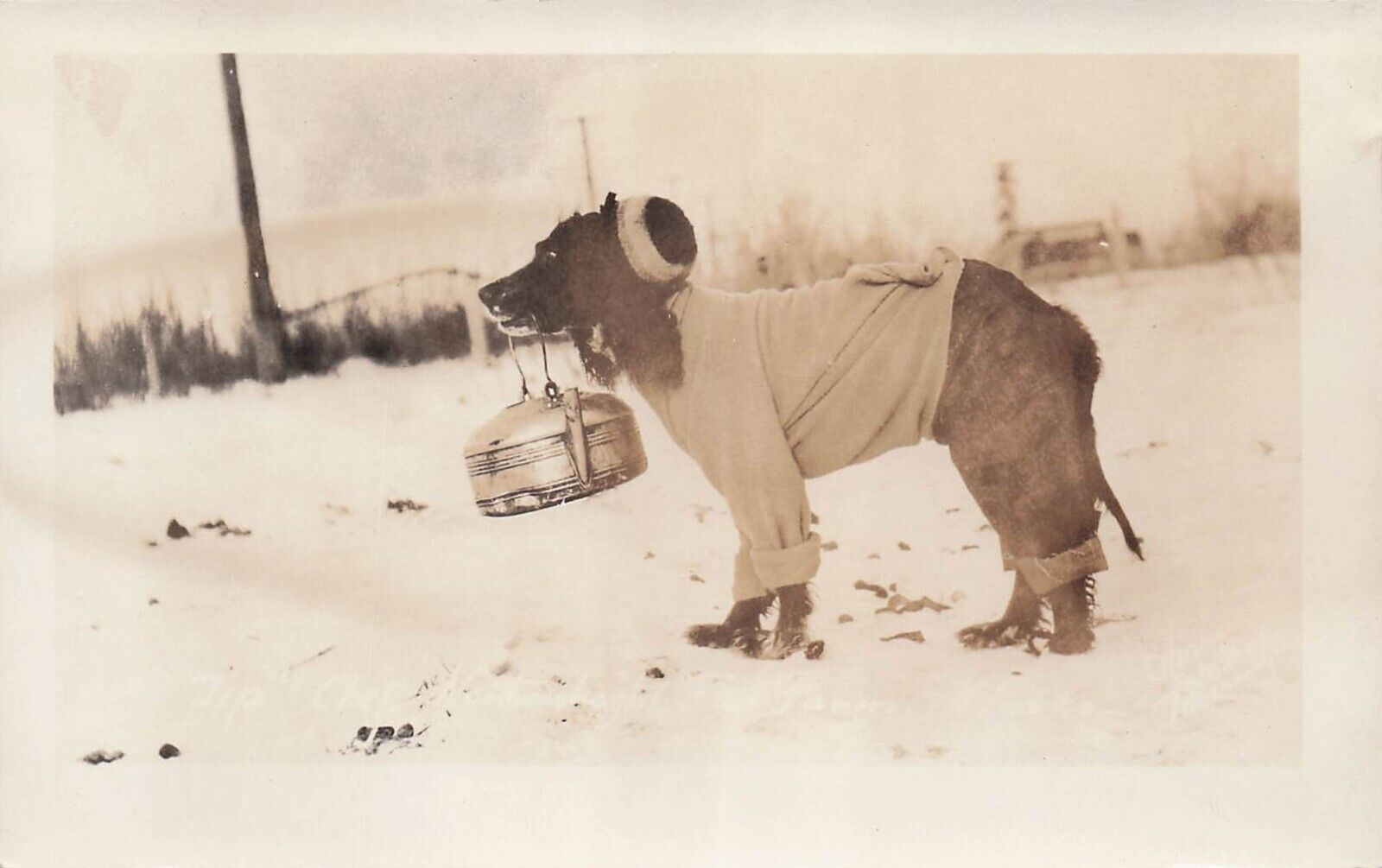 RPPC Alaska Humanized Dog Dressed Teapot Tea Kettle Cute Hat Photo Postcard E30