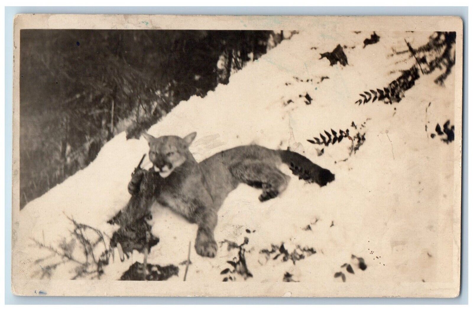 Wild Animal Postcard RPPC Photo Cougar Scene In Winter c1910\'s Unposted Antique