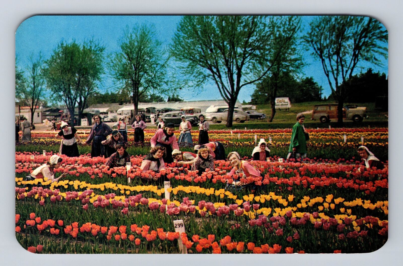 Holland MI-Michigan, Nelis Tulip Farm, Antique Vintage Souvenir Postcard