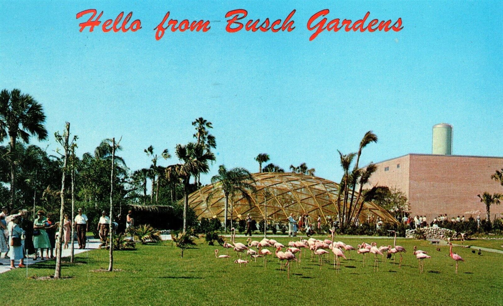 FL Greetings Hello from Busch Gardens Flamingo Golden Geodesic Dome Vtg Postcard