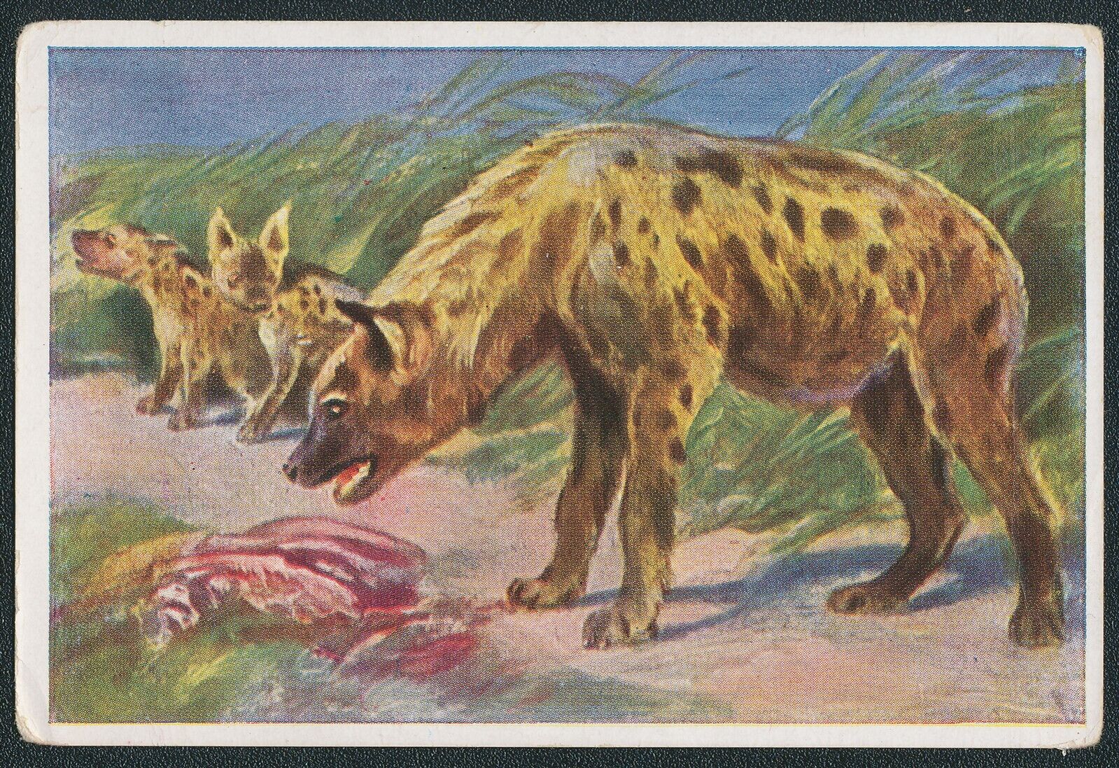 1933 SPOTTED HYENA GERMAN WUNDER DER TIERWEIT TOBACCO ANIMAL CARD #137 VG