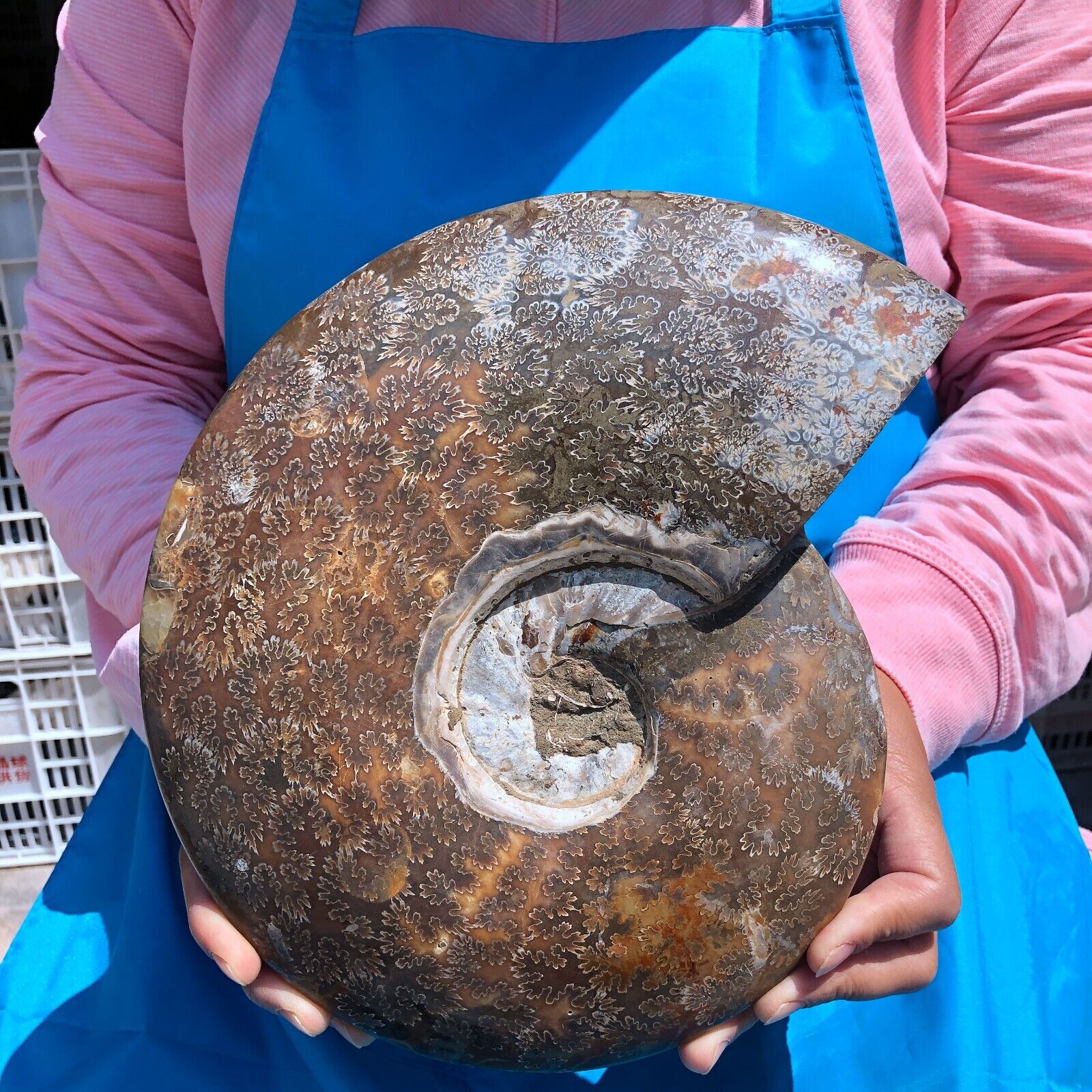 6.99LB Natural Whole Ammonite Fossilized Crystal Mineral Specimen Reiki Healing