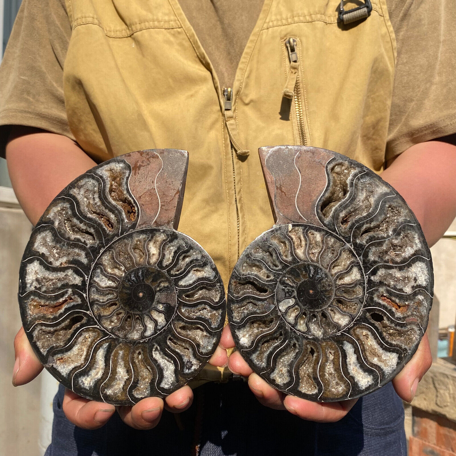 940g RARE Cut Split PAIR Ammonite Deep Crystals Cavity Fossil Rough Specimen