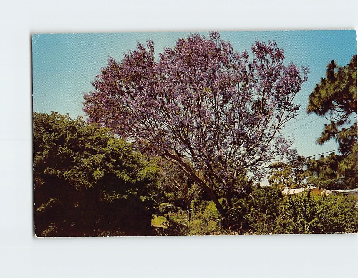 Postcard The Jacaranda Tree Florida USA