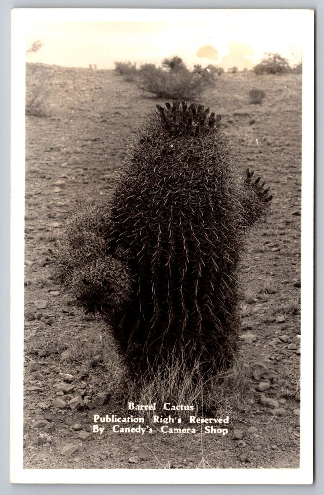 Barrel Cactus. Real Photo Postcard. RPPC. Canedy's Camera Shop