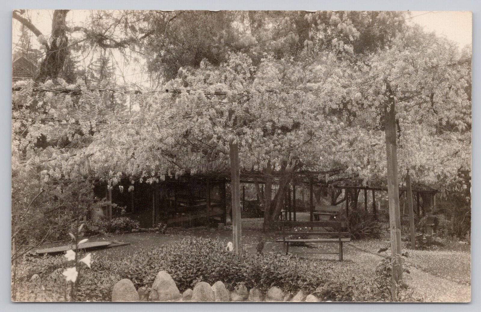 Sierra Madre California, Large Wisteria Vine, Vintage RPPC Real Photo Postcard