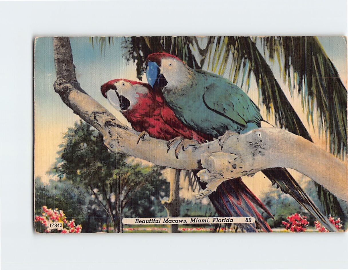 Postcard Beautiful Macaws, Miami, Florida