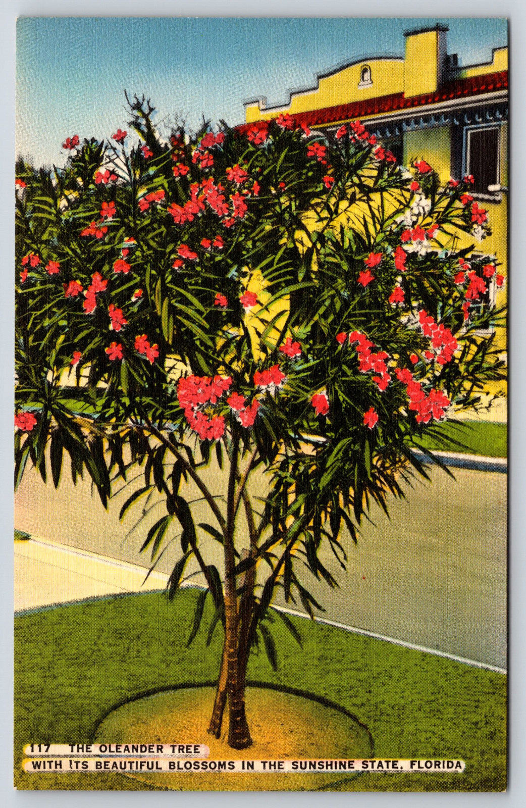 Florida, The Oleander Tree, Beautiful Blossoms, Vintage Antique Linen Postcard