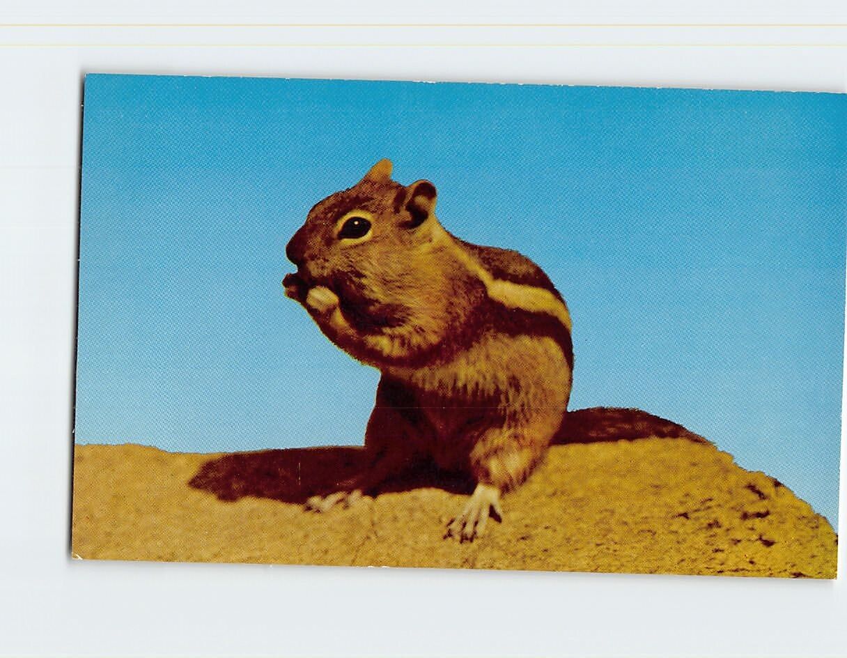 Postcard Golden Mantle Ground Squirrel