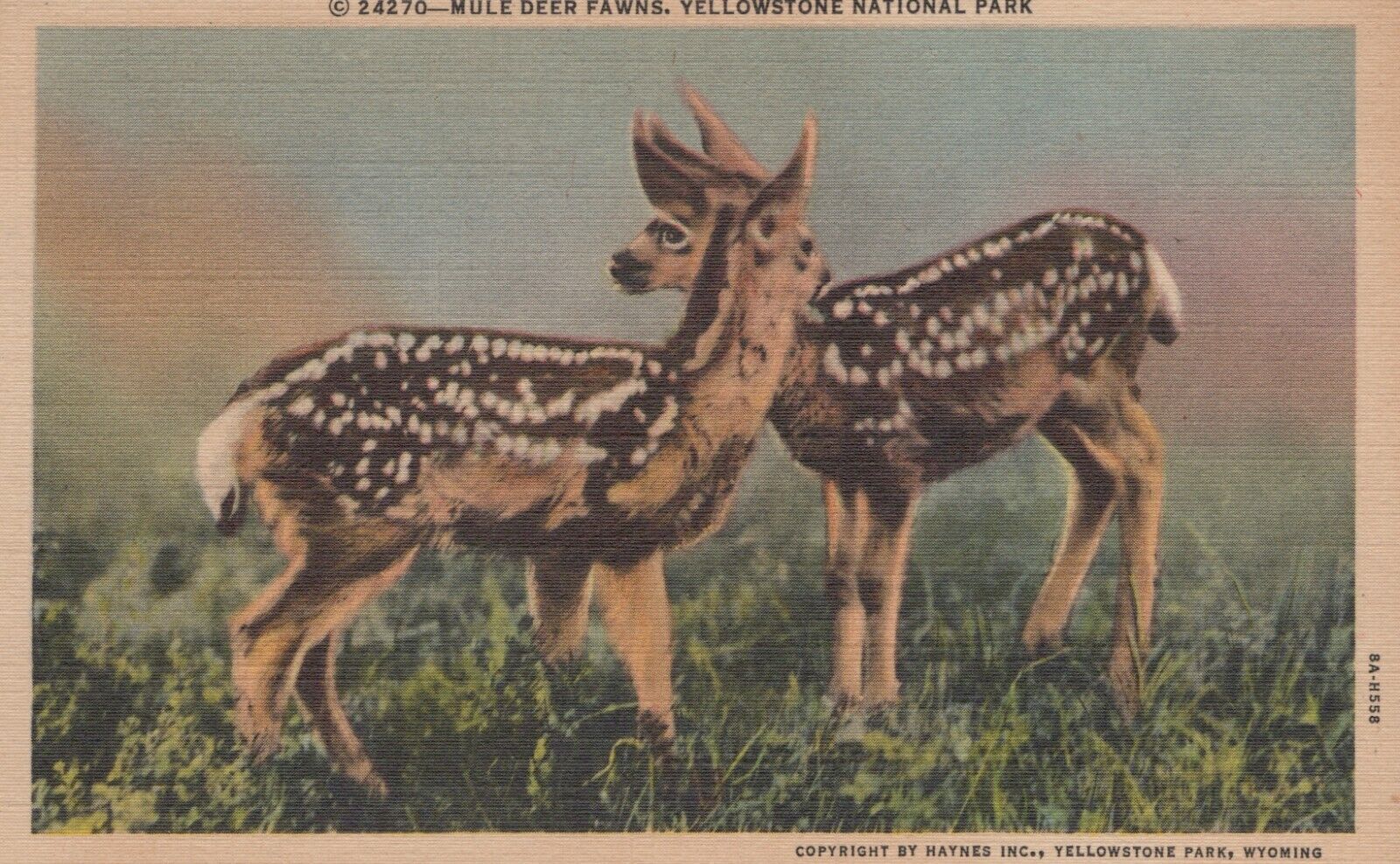Mule Deer Fawns Yellowstone National Park Linen Vintage Postcard