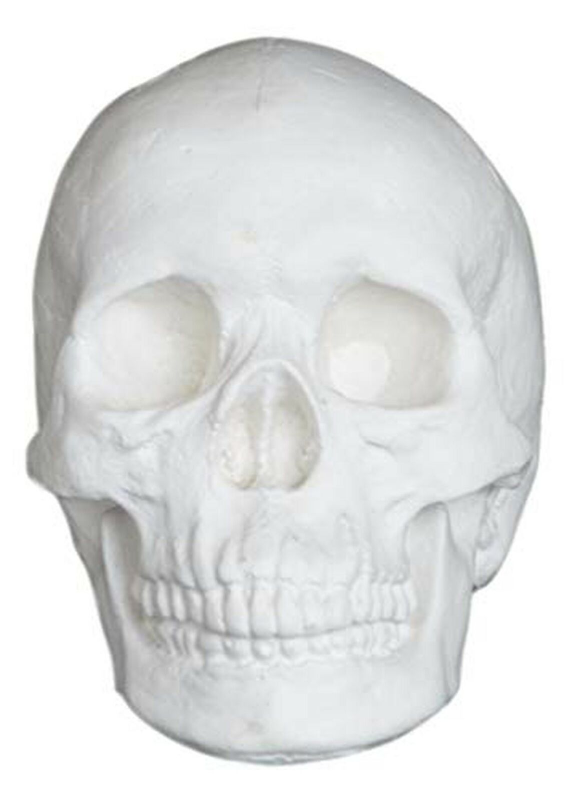 Plaster Cast Skull, Human Skull, for Life Drawing and Painting, Life Size, White