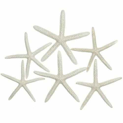 Finger Starfish | 6 White Finger Starfish 3
