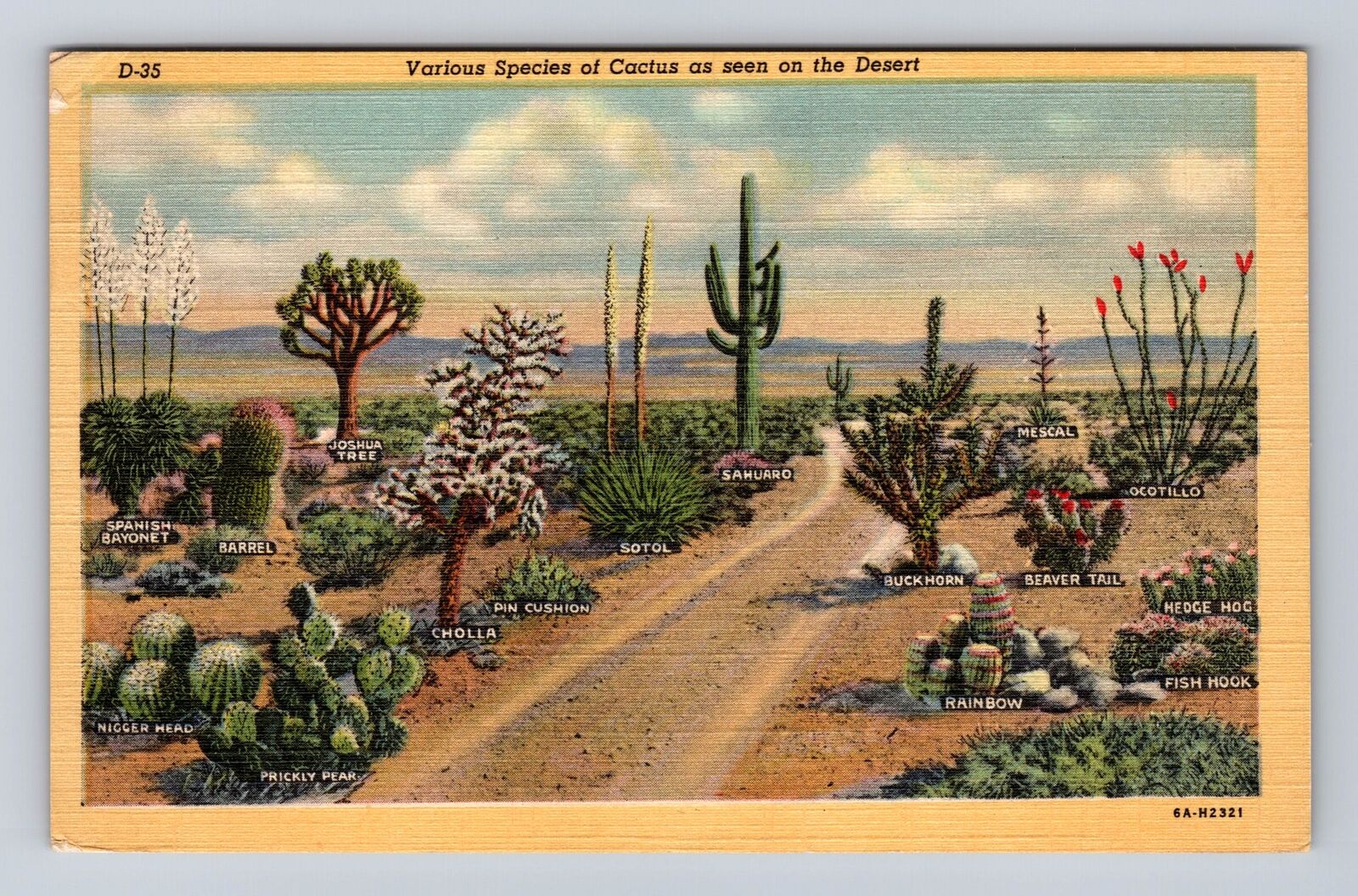 AZ-Arizona, Various Species Of Cactus On The Desert, Antique, Vintage Postcard
