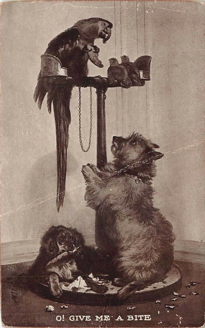 Sheahan's Famous Picture Dogs Parrot c1910 Vintage Postcard Animals Begging