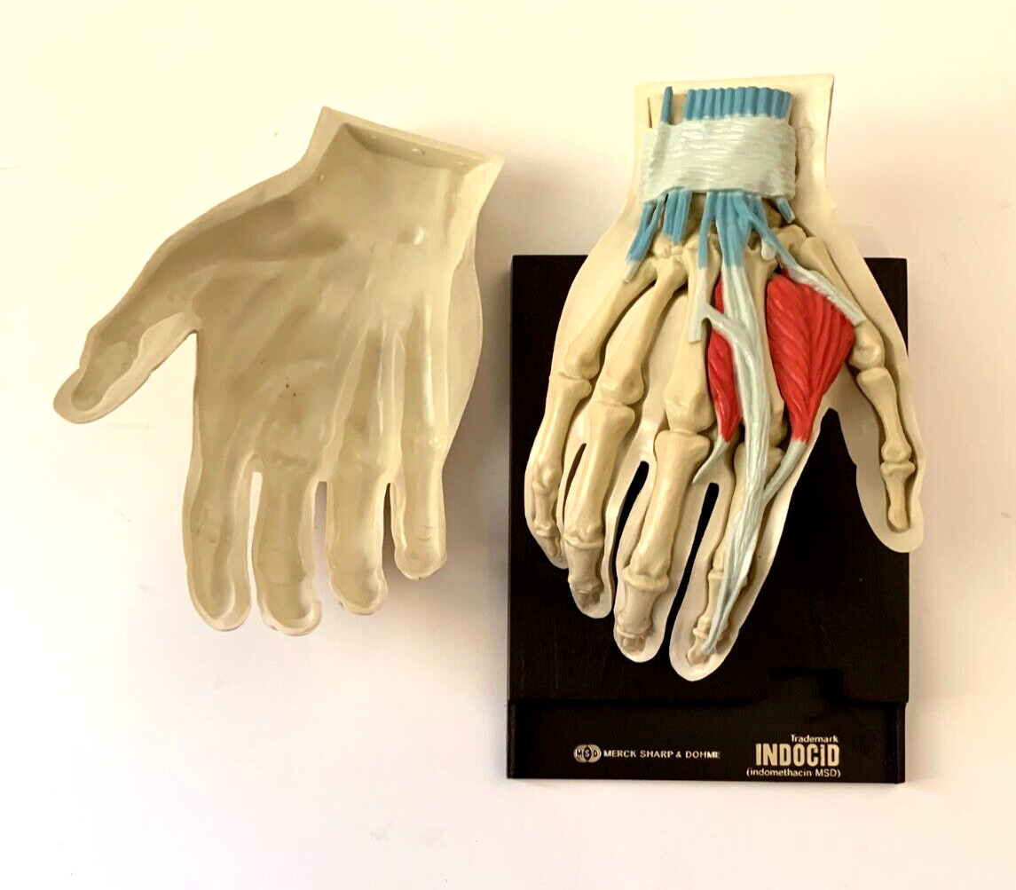 Vintage 1967 Merck Sharp & Dohme Pharmaceutical Anatomical Medical Display Hand