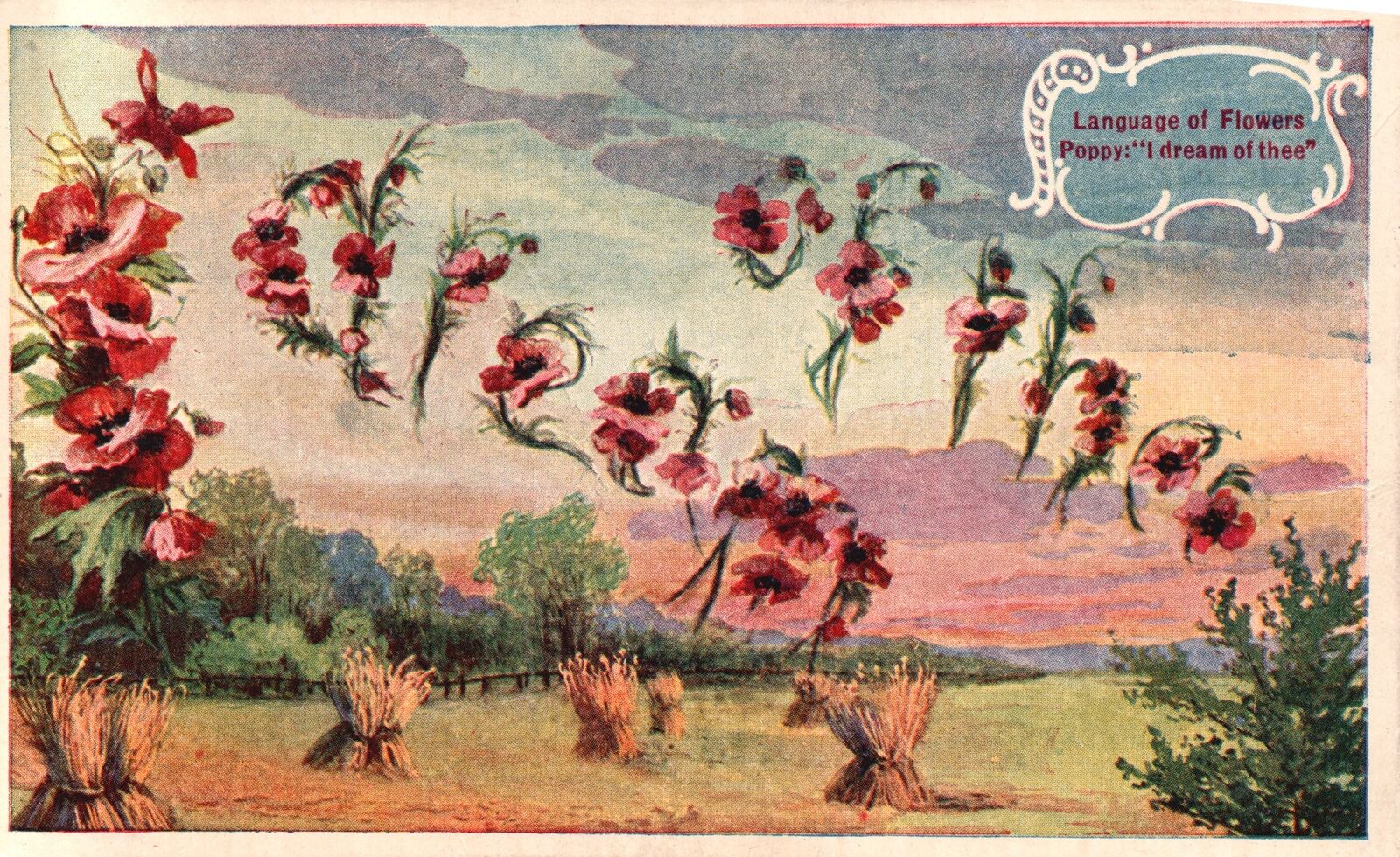 Vintage Postcard 1909 Language of Flowers Floral Blooms Poppy I Dream of Thee