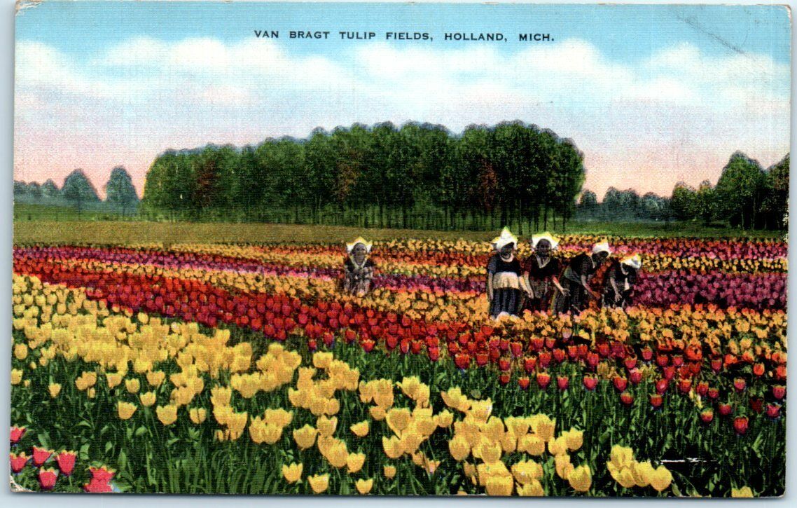 Postcard - Van Bragt Tulip Fields, Holland, Michigan