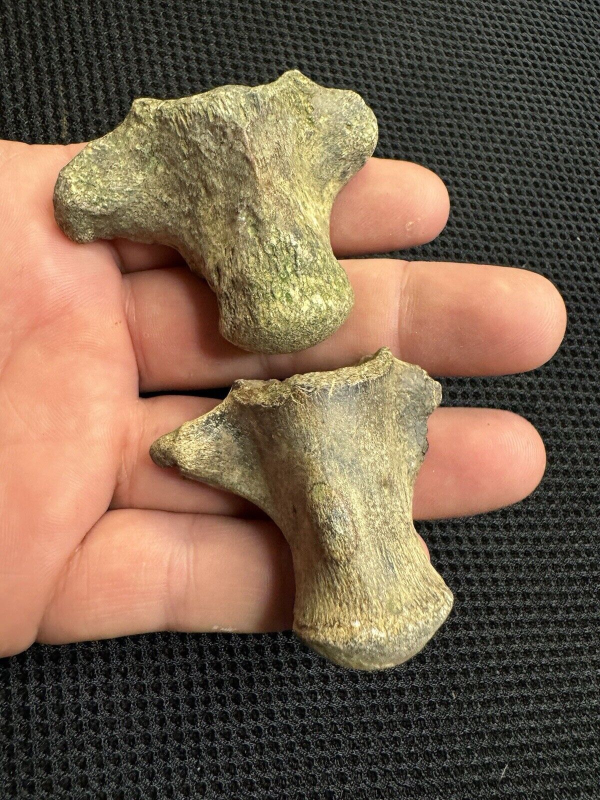 Awesome Pair Of Cretaceous Period Mosasaur Verts From North Mississippi