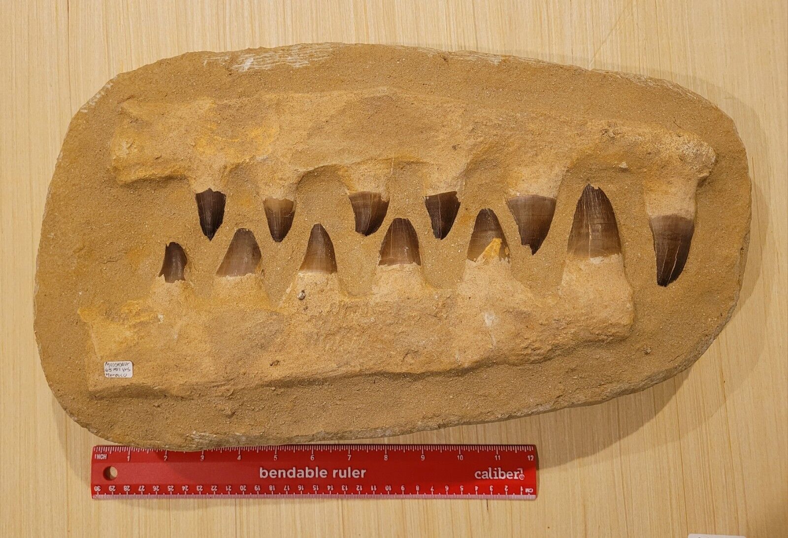 26.3 POUNDS Huge 18 Inch Mosasaurus Dinosaur Fossil Jaw Bone With Giant Teeth