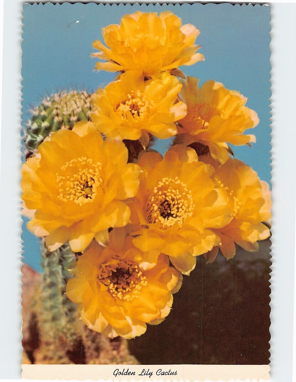 Postcard Golden Lily Cactus Lobivia Aurea