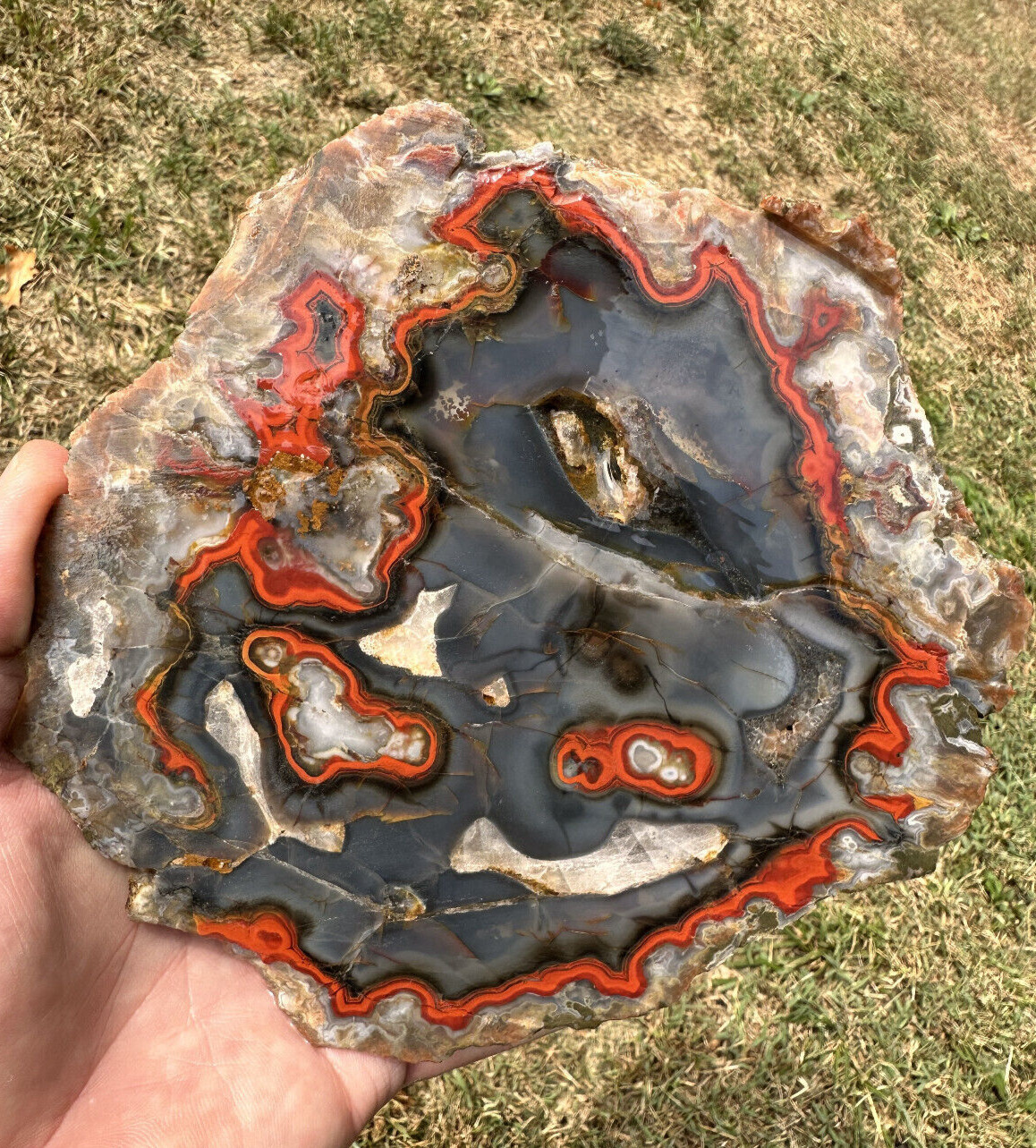 7 1/2 INCHES___Natural Beautiful Imperial Kentucky Agate from Estill County