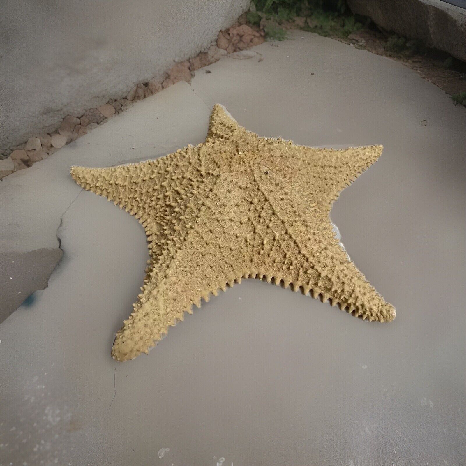 Huge Nearly 13” Real Giant Dried Raised Starfish Nautical Sea Ocean Beach Decor