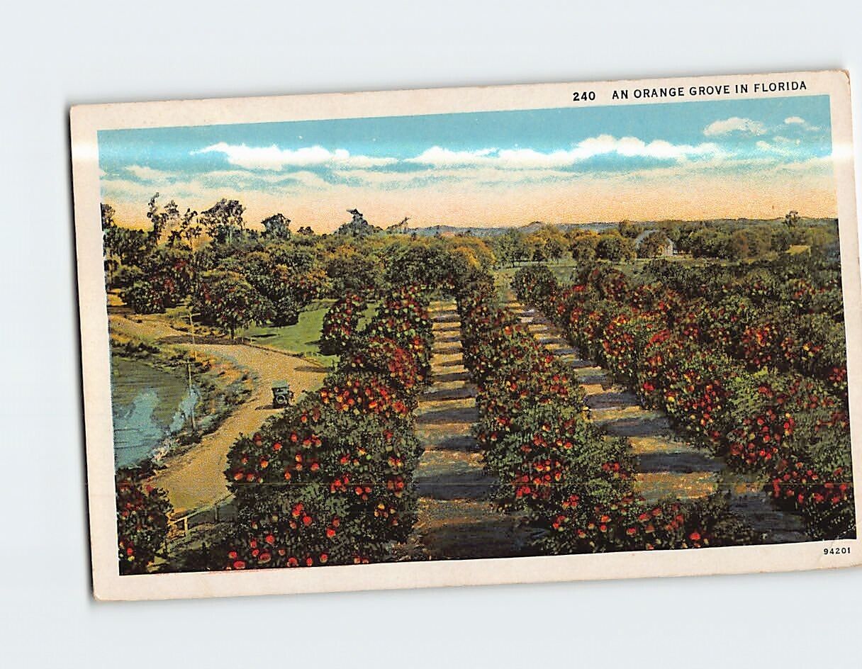 Postcard An Orange Grove in Florida USA