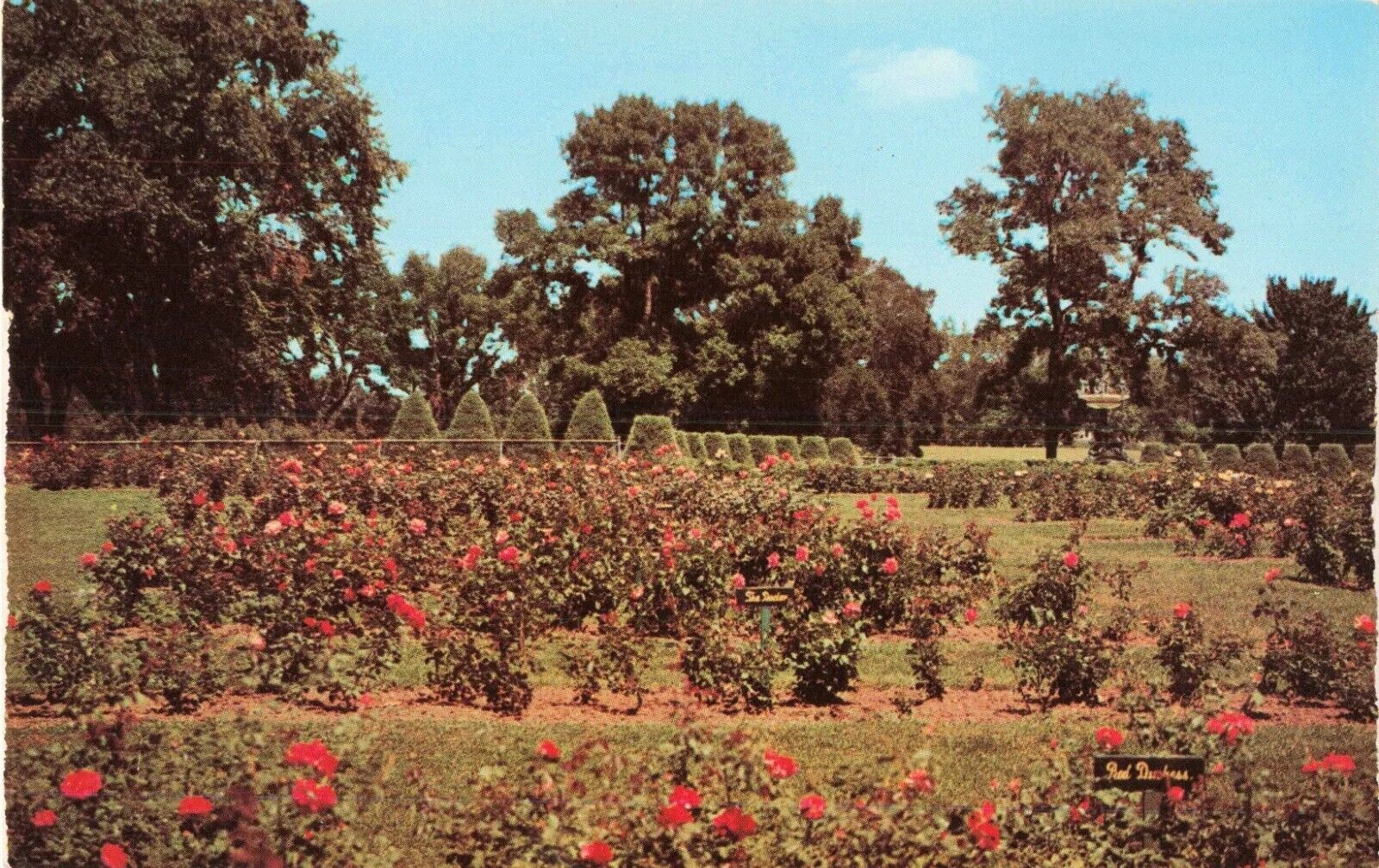 Magnificent Rose Garden in Minneapolis Minnesota Park - MN Postcard