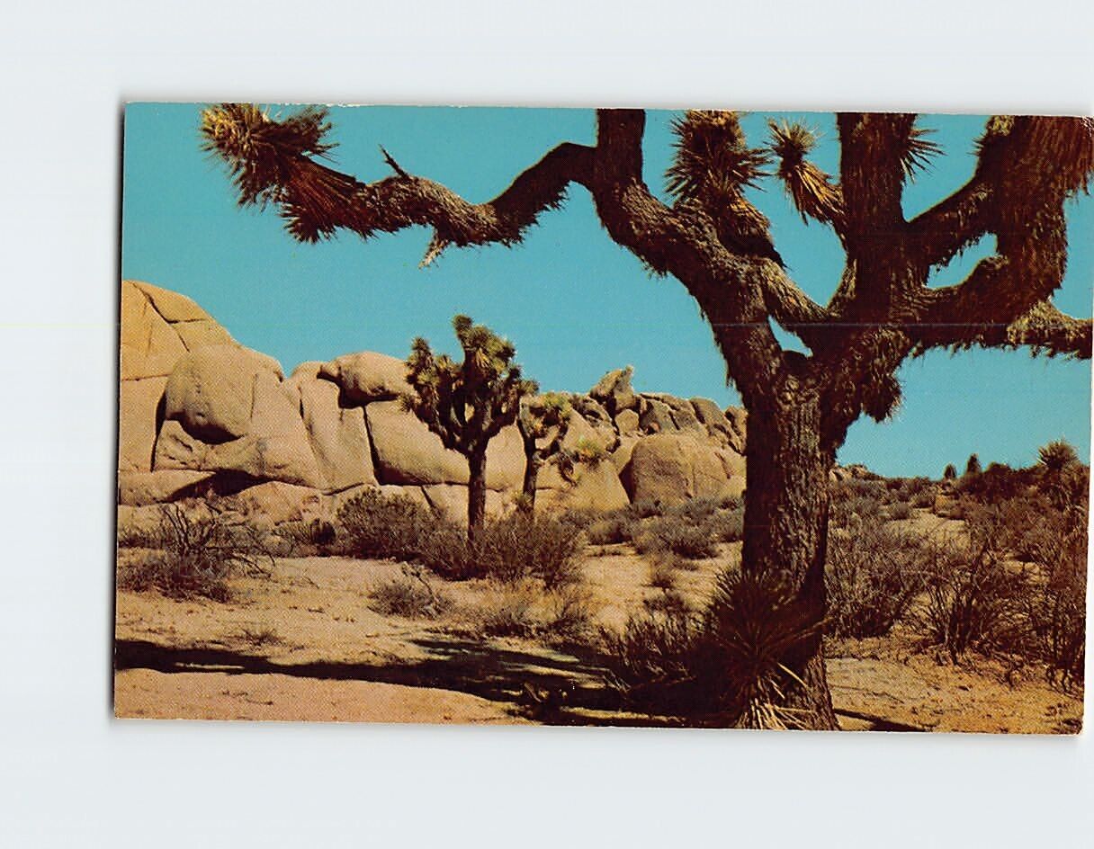 Postcard Joshua Trees On The Desert, the Southwest