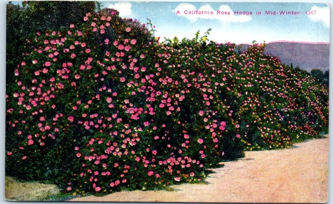 Postcard - A California Rose Hedge in Mid-Winter, USA