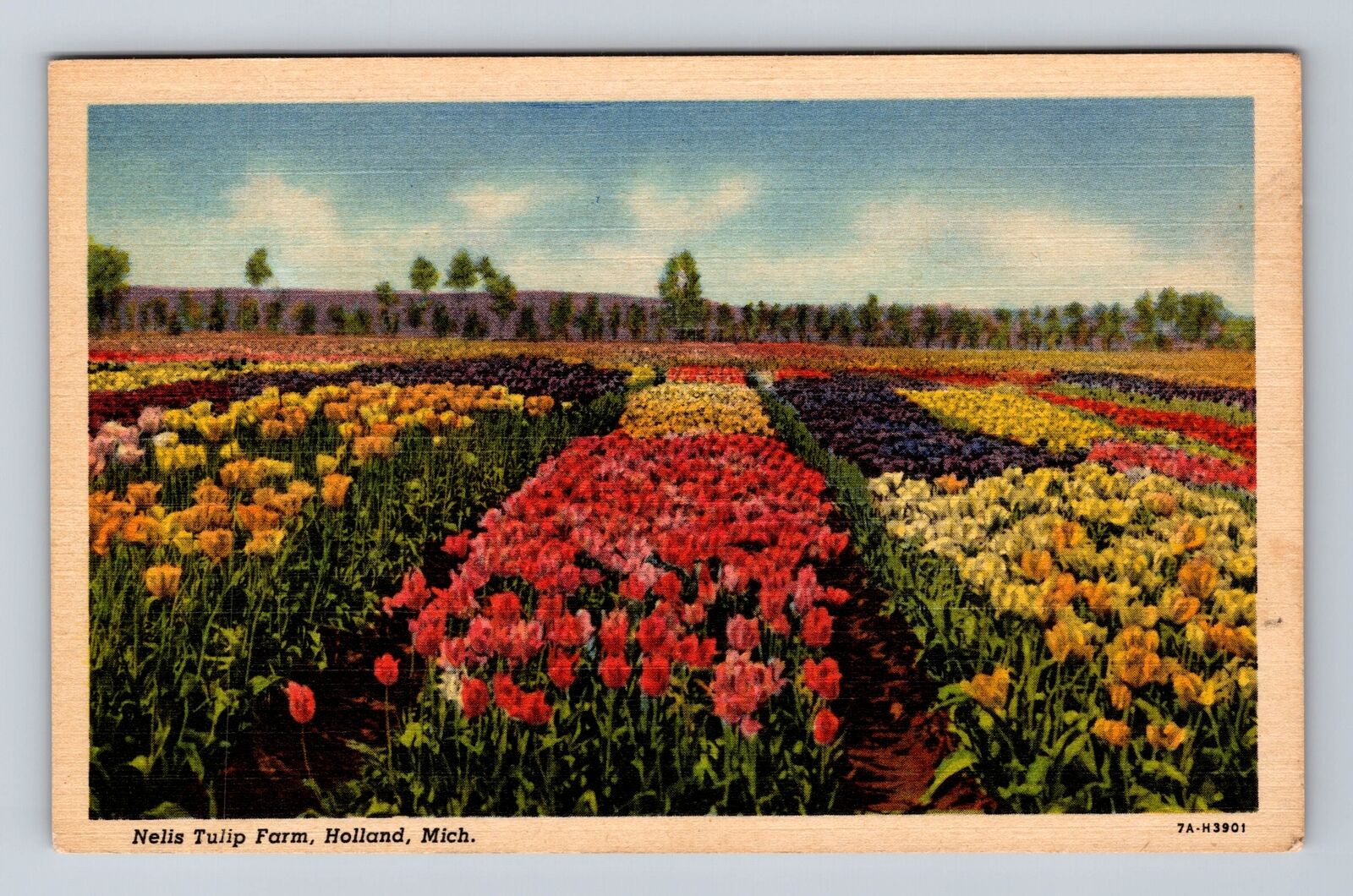 Holland MI-Michigan, Nelis Tulip Farm, Antique Souvenir Vintage Postcard