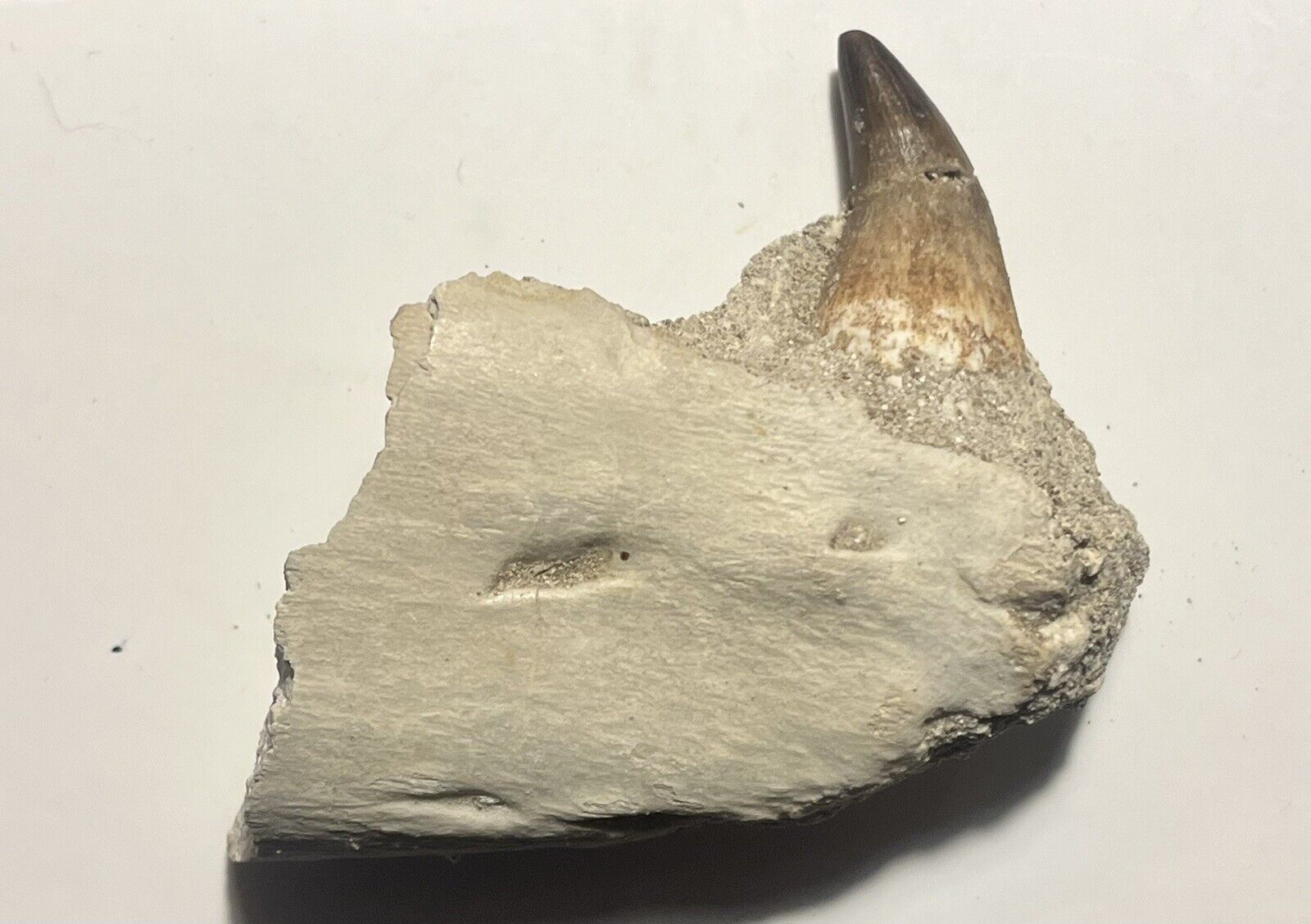 Mosasaur Jaw Fossil 2.8 Inch