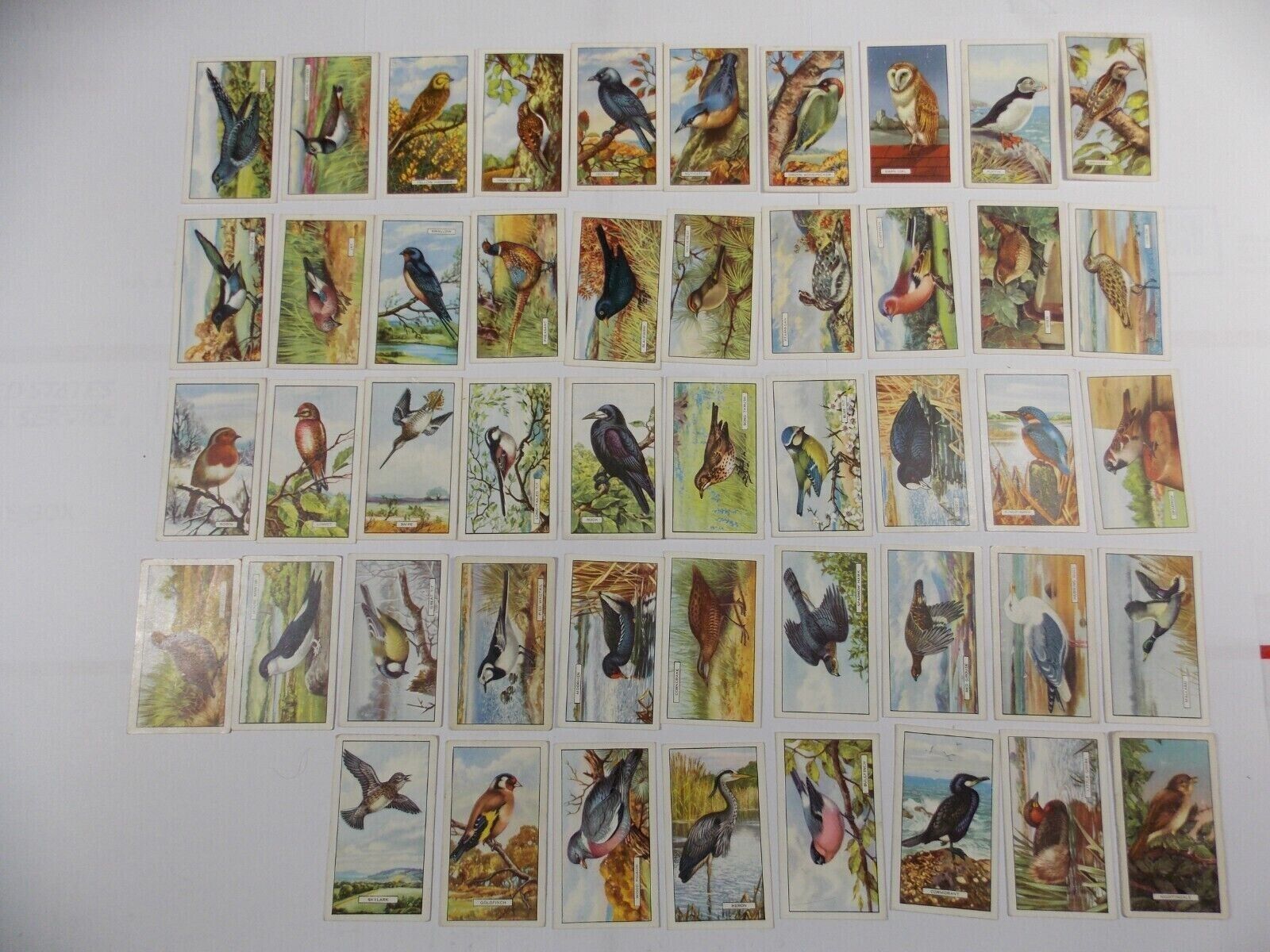 Gallaher Cigarette Cards British Birds 1937 Complete Set 48