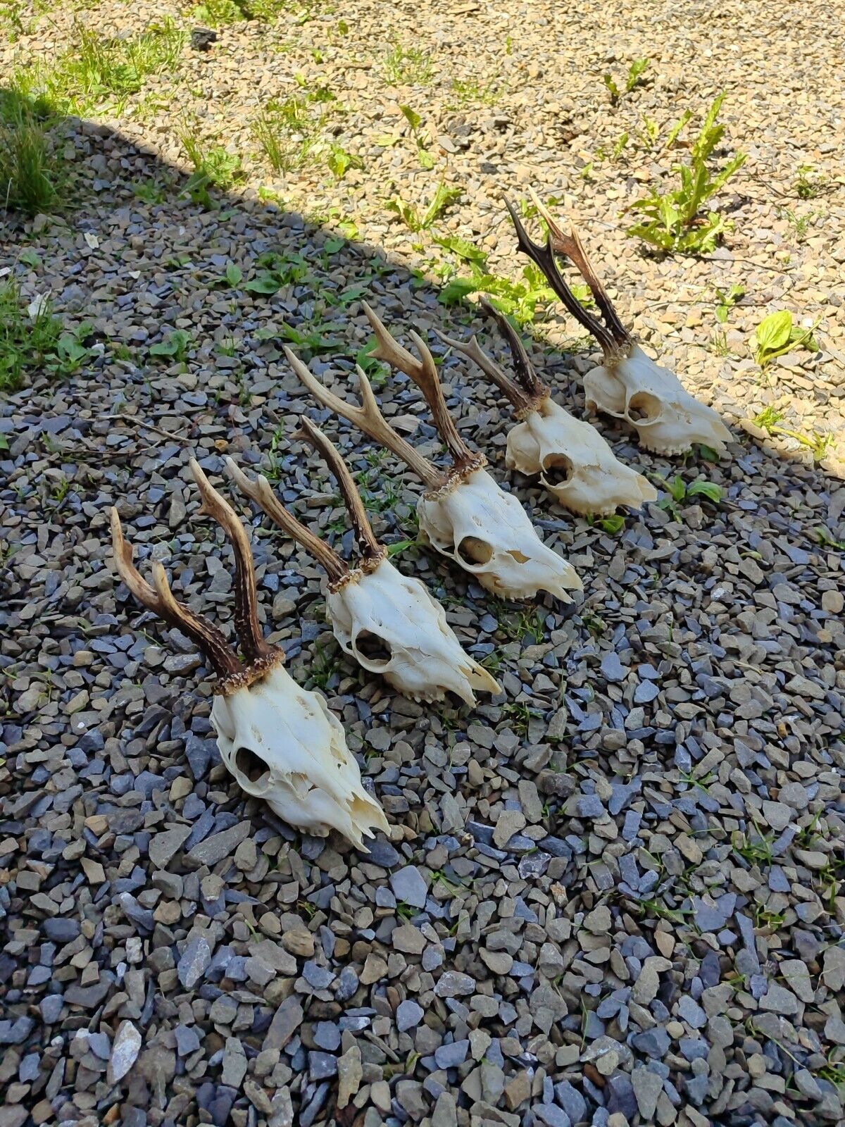 Set of 5 roebuck skull roe deer skull antlers taxidermy shamanic healing