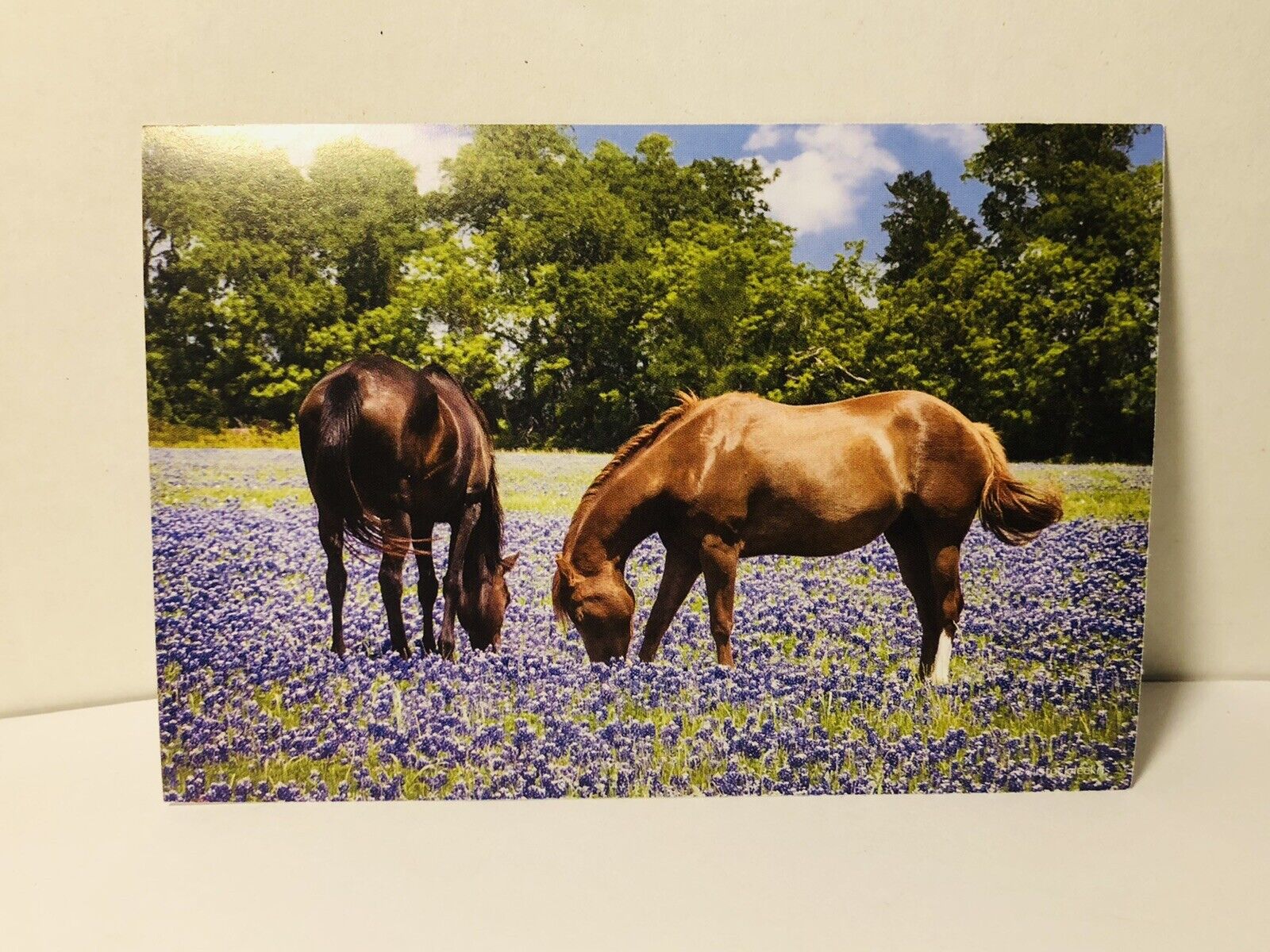 Doris￼ day animal league postcard horses