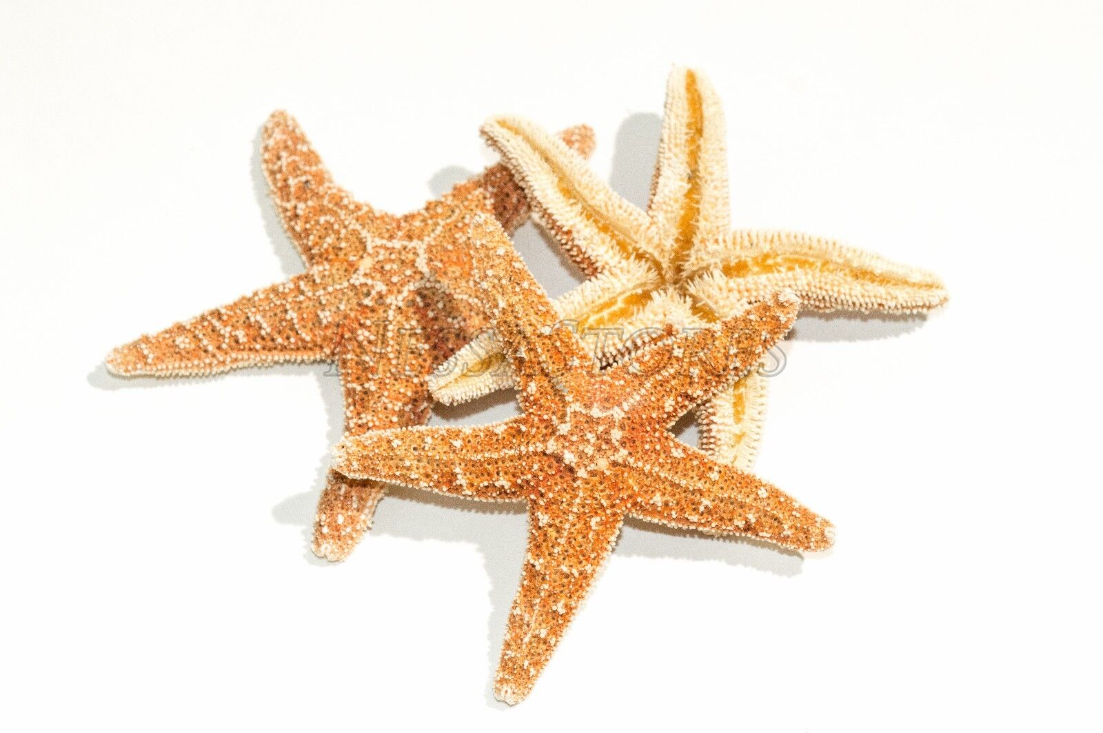 NessaStores Sugar StarFish Sea Shell Wedding Real Craft 3\