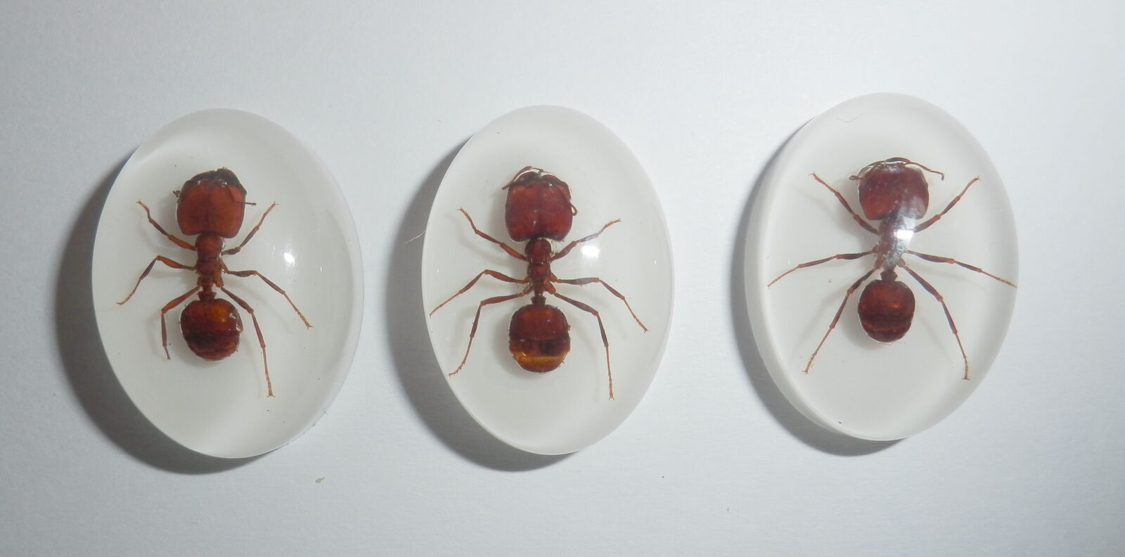 Insect Cabochon Big-head Ant Oval 18x25 mm on White Bottom 3 pcs Lot
