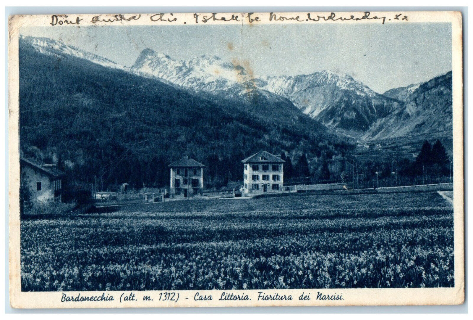 c1930's Littoria House Dafodils Flower Bardonecchia Italy Vintage Postcard