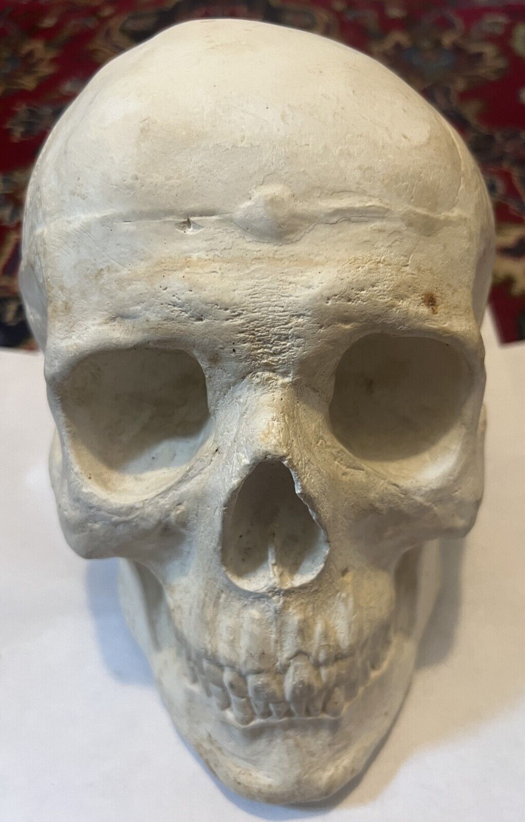 Plaster skull, from a cast, heavy