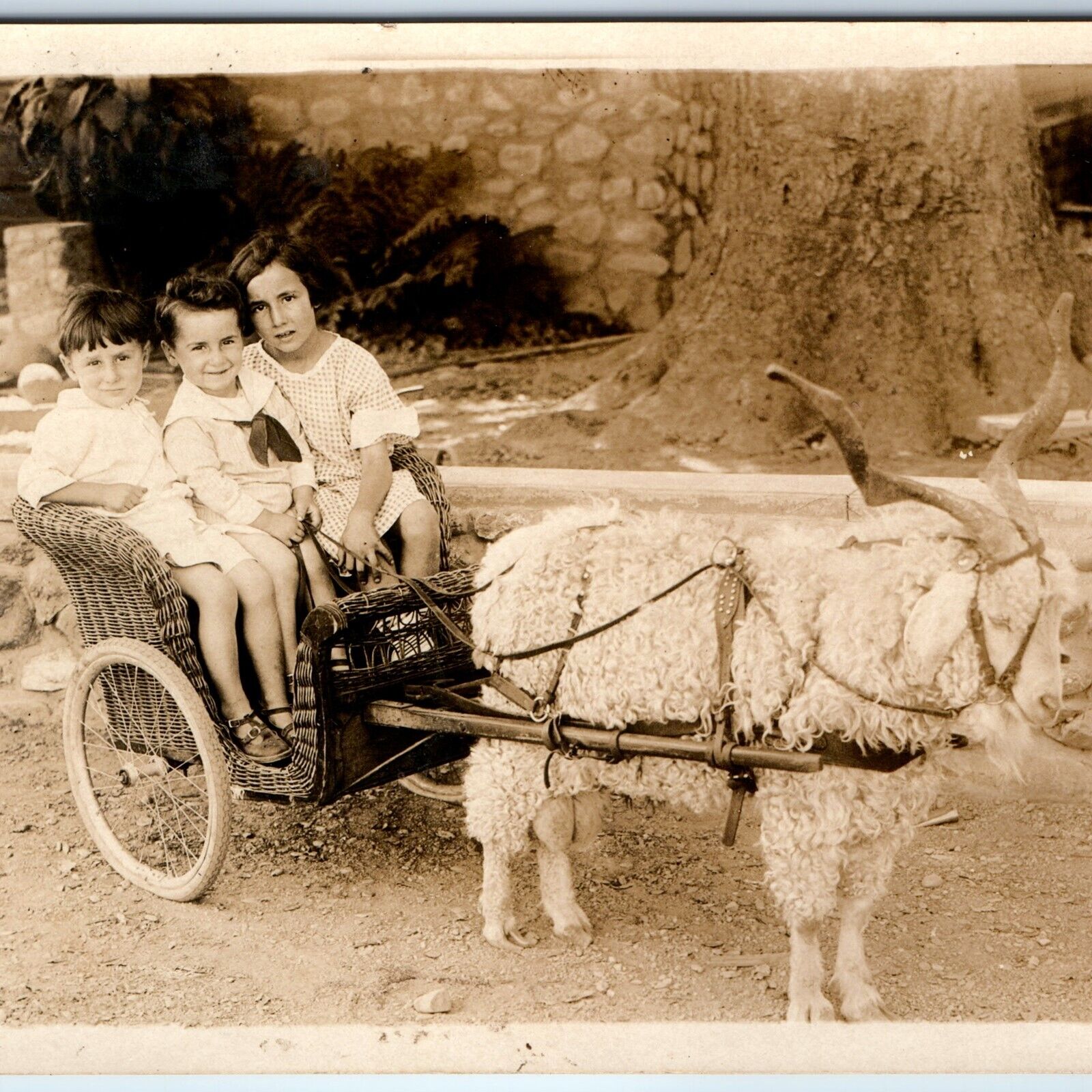 c1910s Adorable Goat Cart Group Children Girl SHARP Real Photo Cute Carriage C58