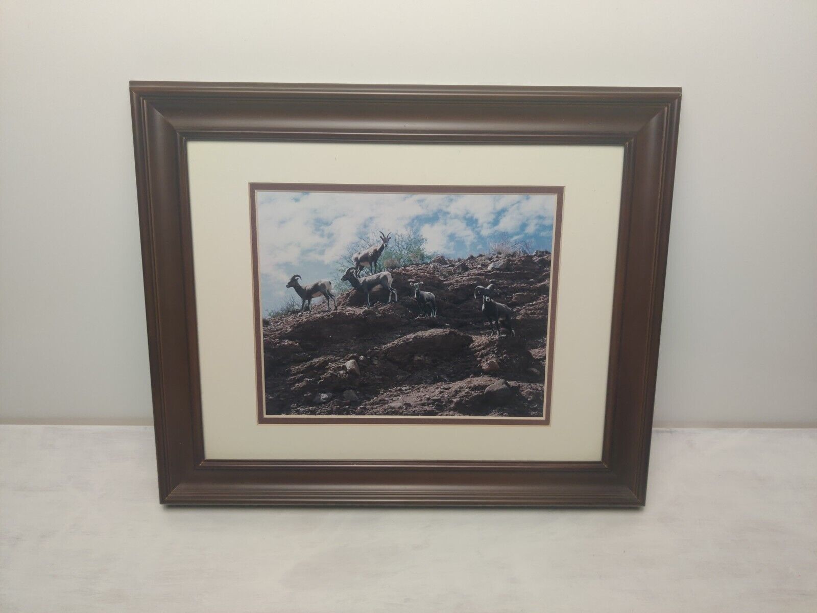 MOUNTAIN GOATS in the Desert Photograph Framed