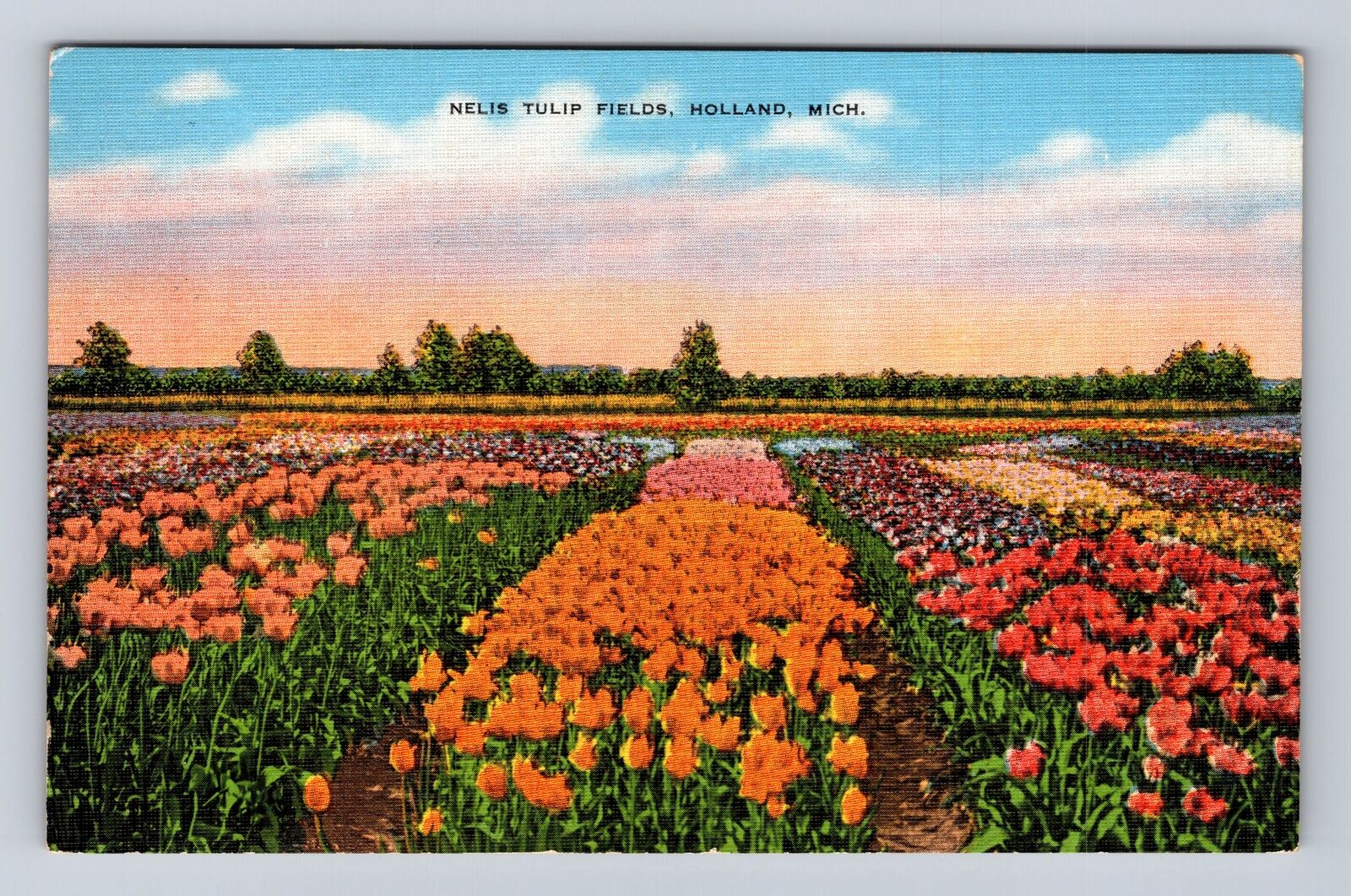 Holland MI-Michigan, Nelis Tulip Fields, Antique, Vintage Souvenir Postcard