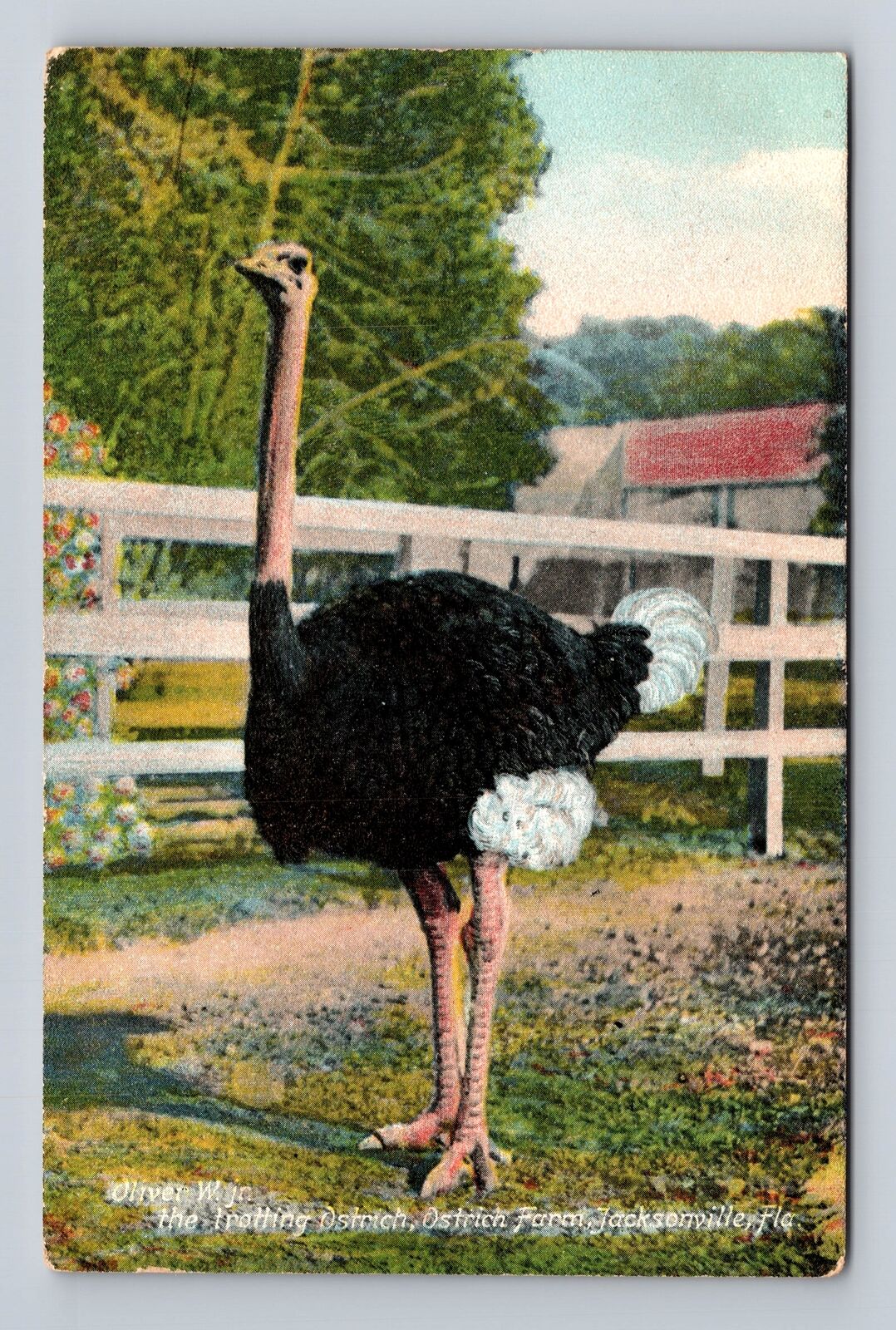 Jacksonville FL-Florida, The Trotting Ostrich, Ostrich Farm, Vintage Postcard