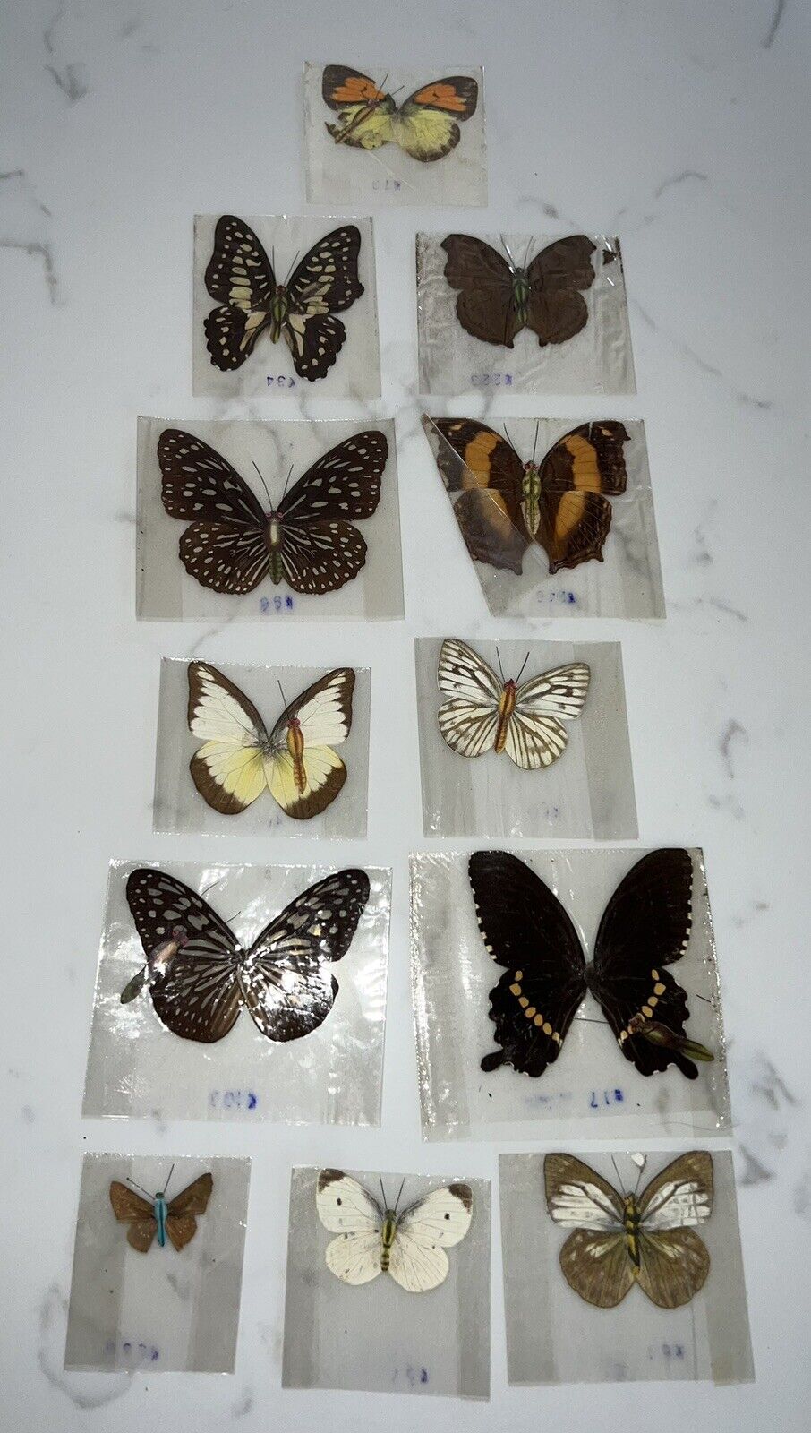 (12) Vintage Taxidermy Butterflies ~ Dried Insects ~ Butterfly