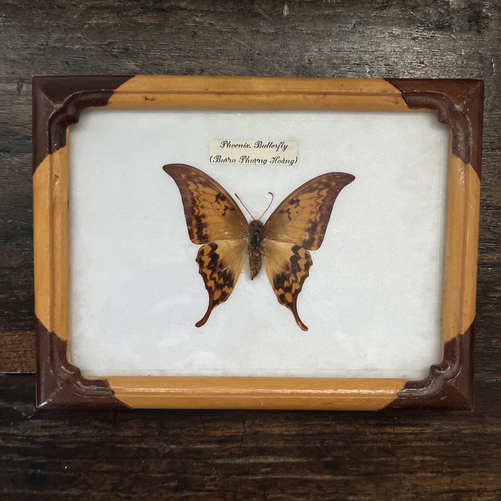 Vintage REAL Butterfly Taxidermy Specimen Nice Wood Frame Phoenix Butterfly