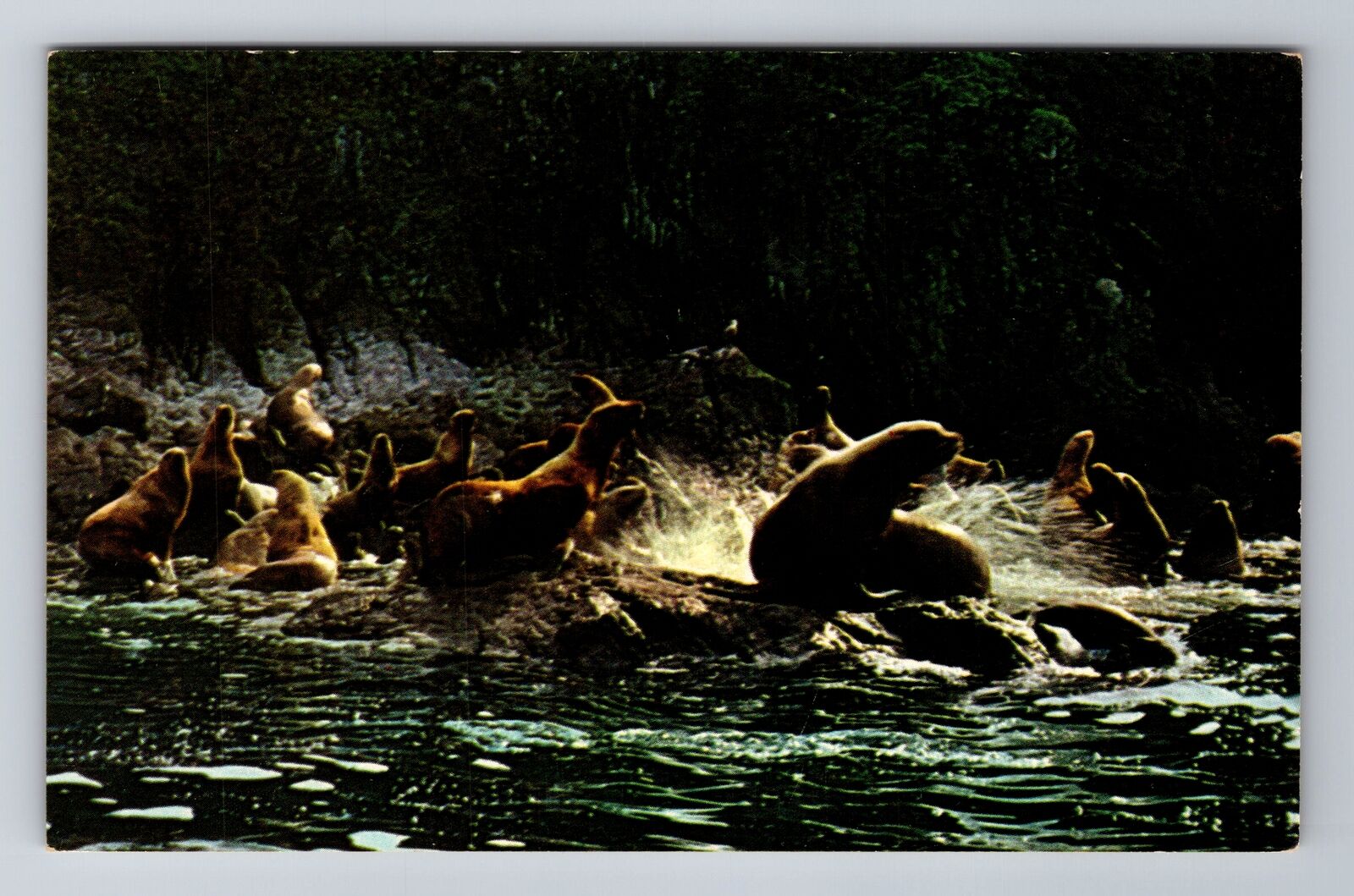 Kodiak Island AK-Alaska, Cape Chiniak, Alaskan Sea Lions, Vintage Postcard
